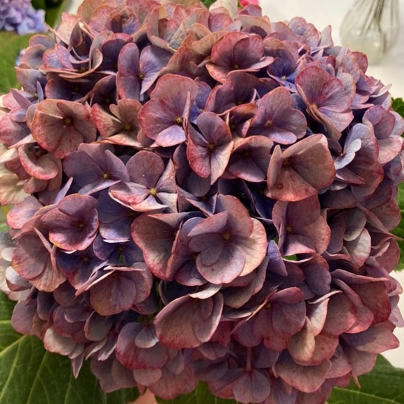 Meet your Posher, Alexandria - Picture 1 of 1